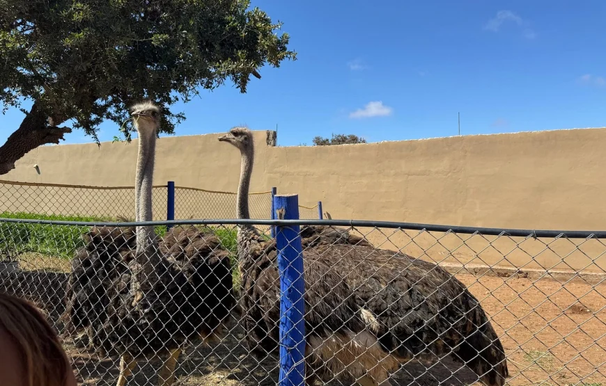Buggy Safari Adventure from Agadir or Taghazout