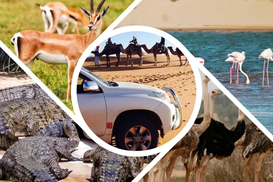 Souss Massa National Park Mini Sahara Day Tour From Agadir – Agadir & Marrakech Tours & Activities | Bokiny